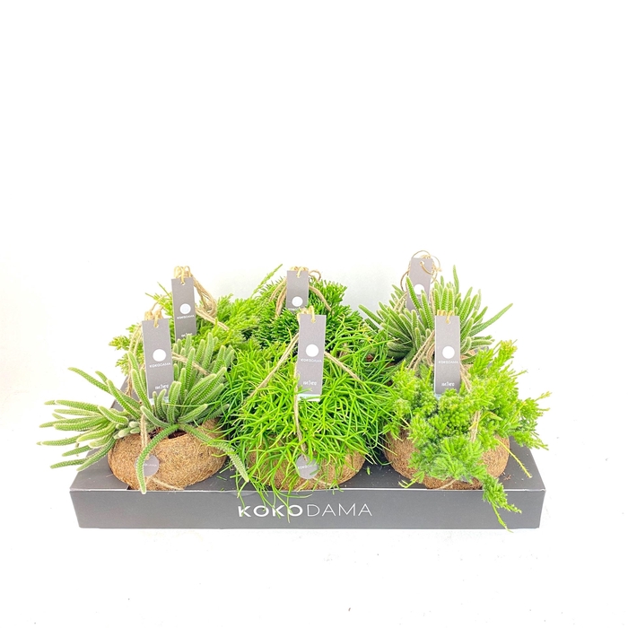 <h4>Rhipsalis   ...mix</h4>