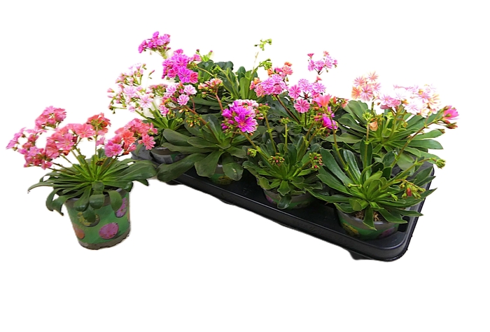 <h4>LEWI COTYLEDON</h4>