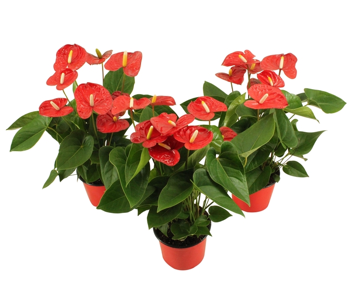 Anthurium XL.9 Jambo Red 14cm