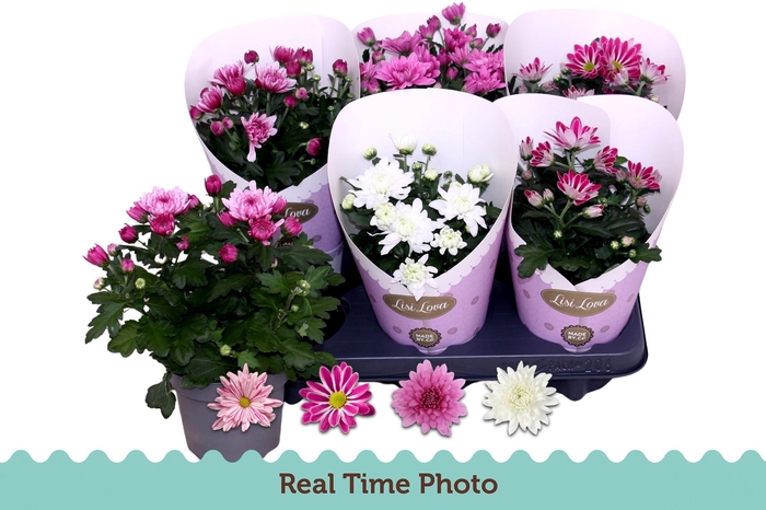 <h4>CHR GEMENGD</h4>