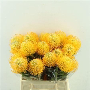 LEUCOSPERMUM JELENA