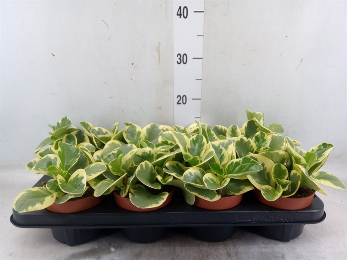 <h4>Peperomia obt. 'Variegata'</h4>