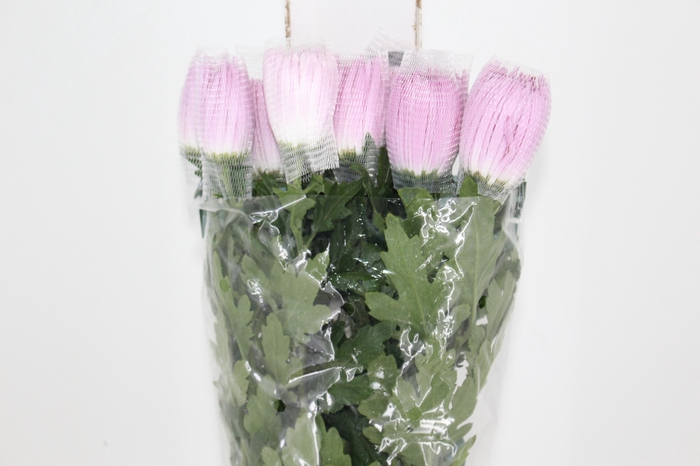 <h4>ANASTASIA CIPRIA 080 CM LILAS</h4>
