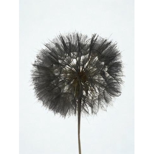 Dandelion Black d12x28h