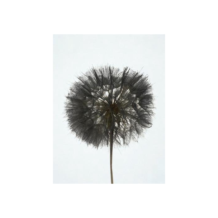 <h4>Dandelion Black d12x28h</h4>