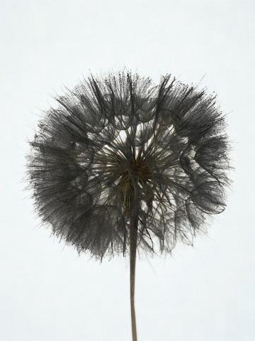 <h4>Dandelion Black d12x28h</h4>