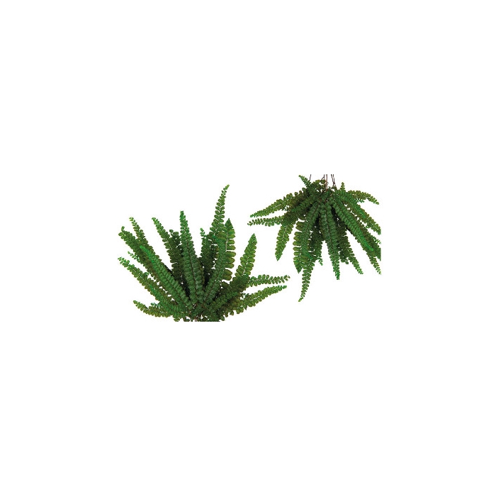 <h4>Felci Fern Green FFE/9103</h4>