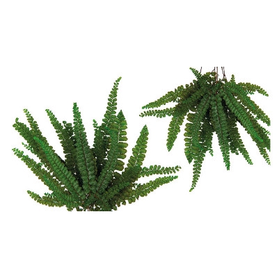 Felci Fern Green FFE/9103