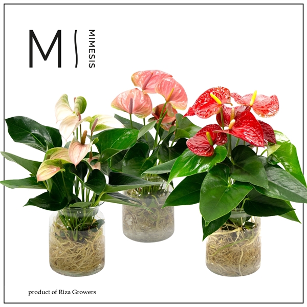 <h4>Anthurium Grandi Flora Mix Agua di Karma Melkbus</h4>