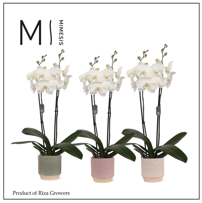 <h4>Phalaenopsis White Bigflower 2 spike – 12cm in Luna | Mimesis</h4>
