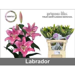LI OT LABRADOR