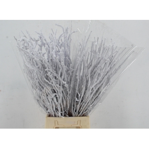 BETULA BS KLB H%