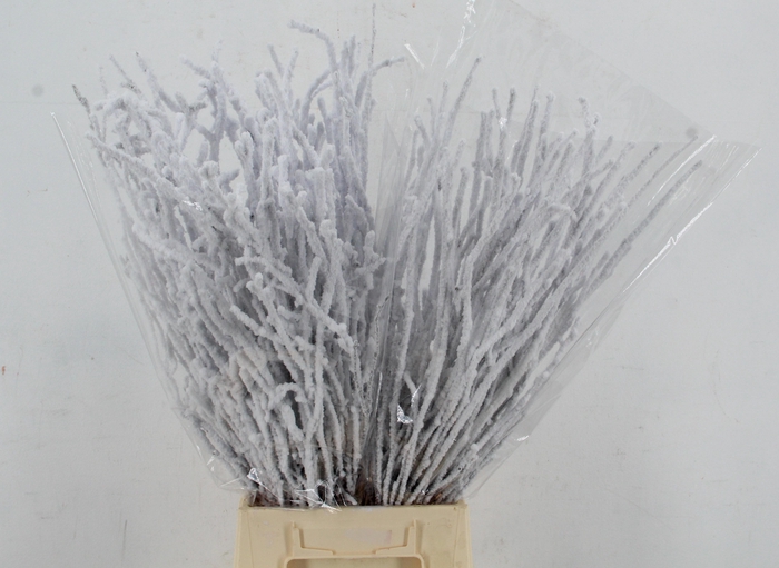 <h4>BETULA BS KLB H%</h4>