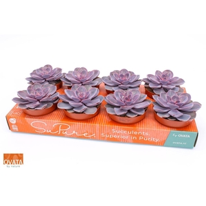 Echeveria Purple Pearl