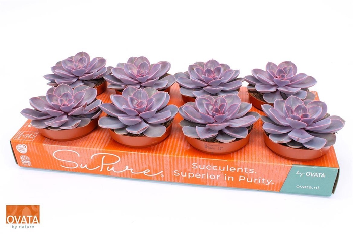 <h4>Echeveria Purple Pearl</h4>
