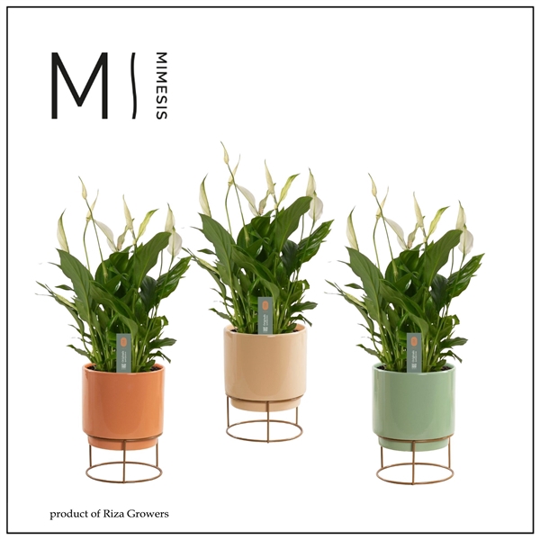 <h4>Mimesis Spathiphyllum Bellini 13 cm in Emma - Craft World</h4>