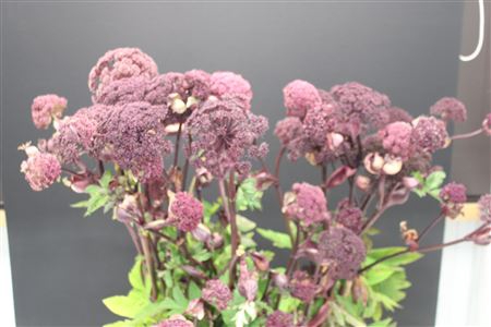 <h4>Angelica Gigas</h4>