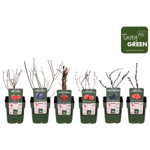 Fruitbomen en -heesters ov