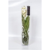 Vanda hybriden
