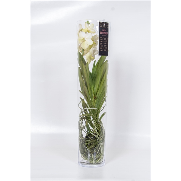 Vanda hybriden