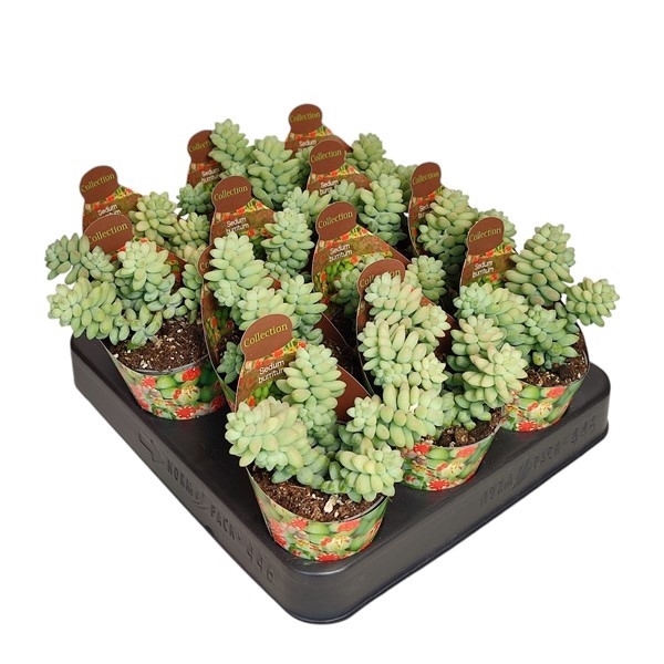 <h4>SEDUM BURRITUM - POT Ø 6,5 WITH POTCOVER (SUCCULENTEN)</h4>