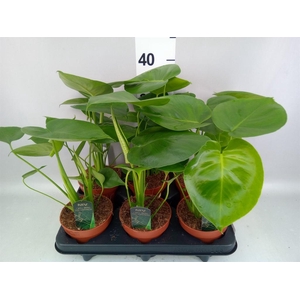 Monstera delic.