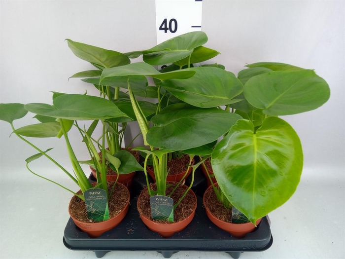 <h4>Monstera delic.</h4>