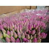 Tulpes Sv. Rozines LT