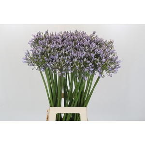 Agapanthus Silberpfeil