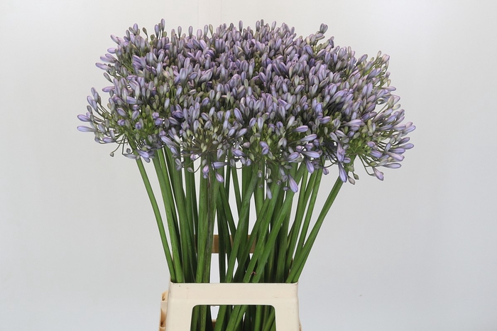 <h4>Agapanthus Silberpfeil</h4>