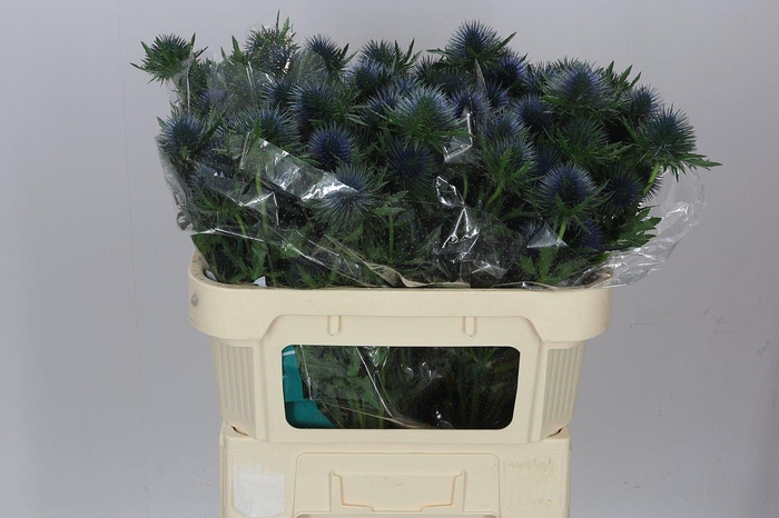 <h4>Eryngium Magnet</h4>