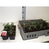 Tomatenplanten 3x6 Tray Supersweet
