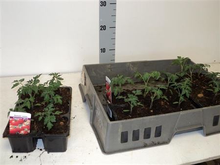 Tomatenplanten 3x6 Tray Supersweet