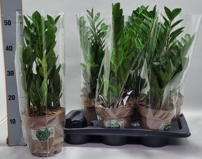 <h4>ZAMIO ZAMIIFOLIA</h4>