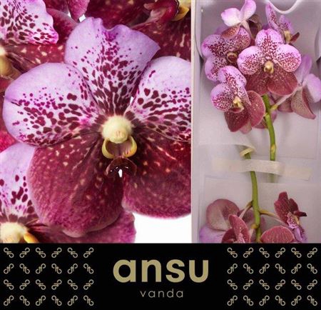 <h4>Vanda Di Pink Mahoga</h4>