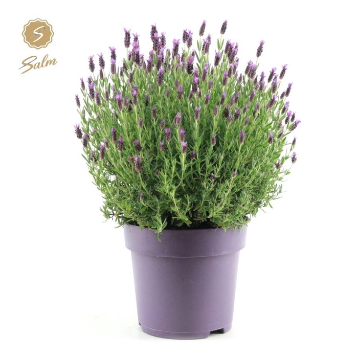 <h4>Lavandula st. 'Anouk Pink'® P24</h4>