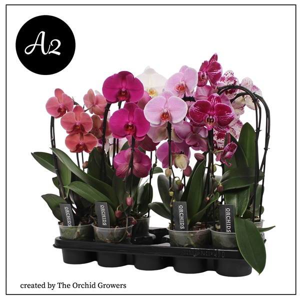 <h4>A2 Phal. Flow Mix - 1 spike 12cm</h4>