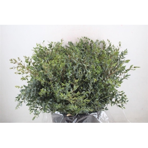 Euca Parvifolia Short 400gr P Bunch