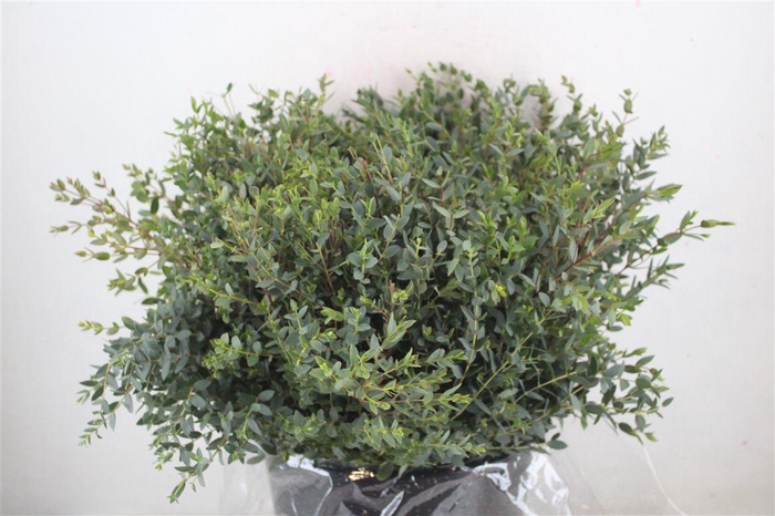 <h4>Euca Parvifolia Short 400gr P Bunch</h4>