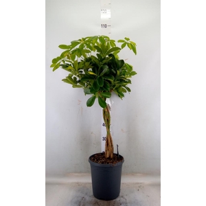 Schefflera arbor. 'Gold Capella'