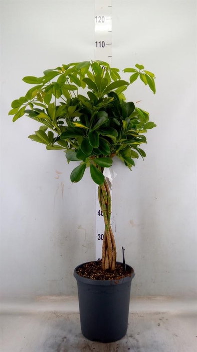 <h4>Schefflera arbor. 'Gold Capella'</h4>