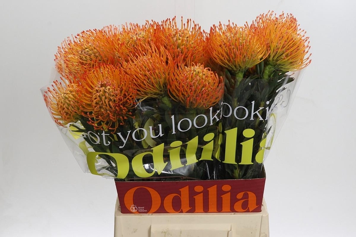 <h4>Nutans Ayoba Sun</h4>