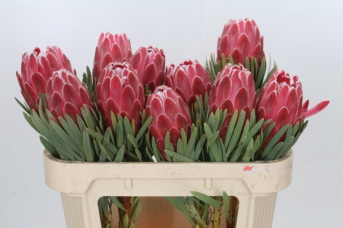 <h4>Protea Venus</h4>