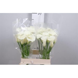 Zant White Flirt