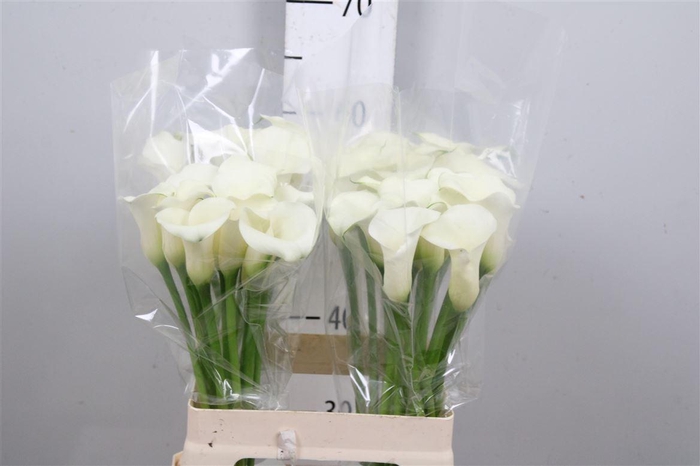 <h4>Zant White Flirt</h4>