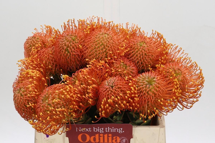 Nutans Ayoba Orange Zest