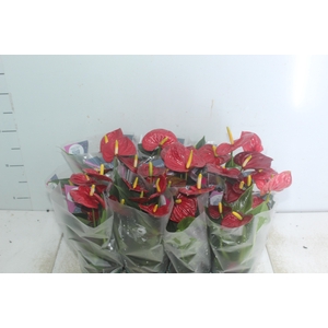 ANTHURIUM RED SUCCESS P09