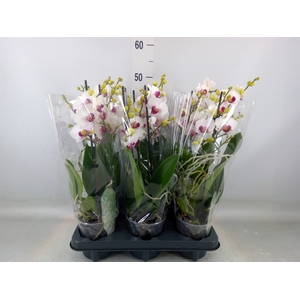 Phalaenopsis multi. 'FC Safe Haven'
