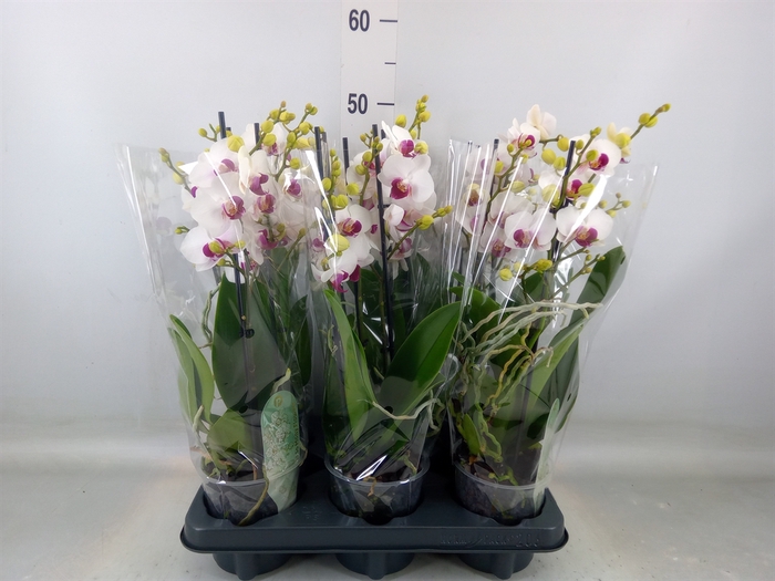 <h4>Phalaenopsis multi. 'FC Safe Haven'</h4>