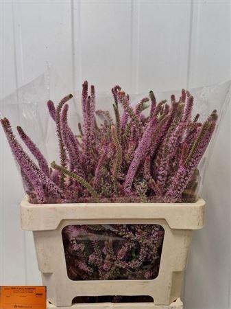 <h4>Psylliostachys Suworowii</h4>